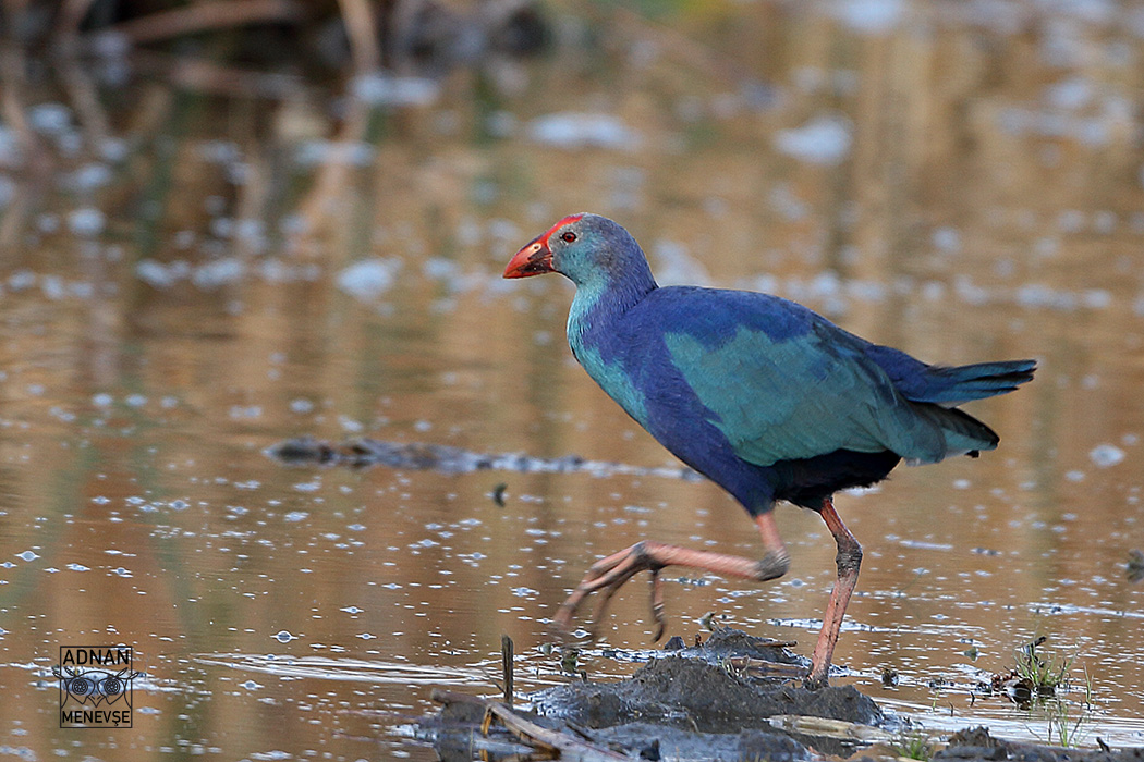 Western Swamphen